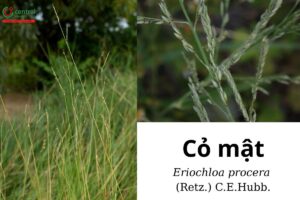 cây cỏ mật