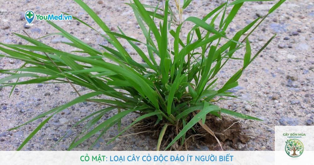 cây cỏ mật rừng - Image 2