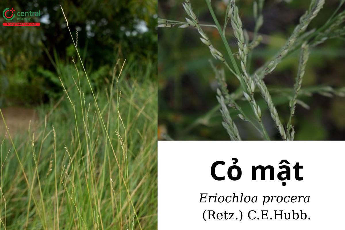 cây cỏ mật - Image 1