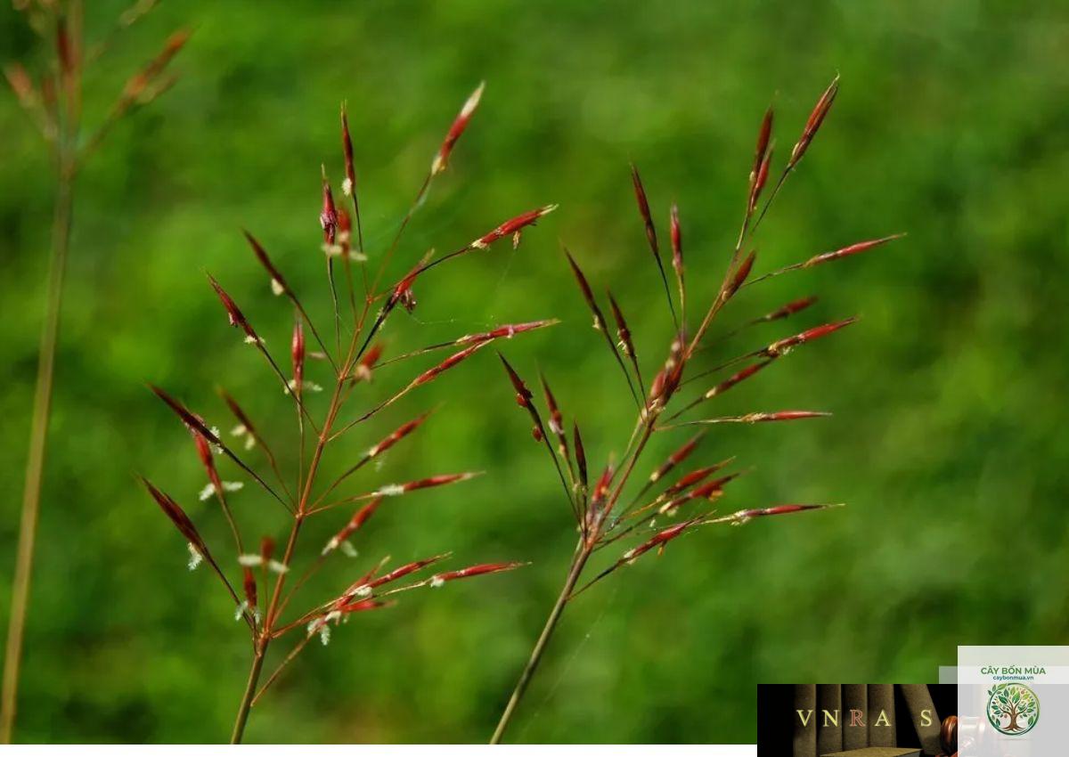 cây cỏ may - Image 1