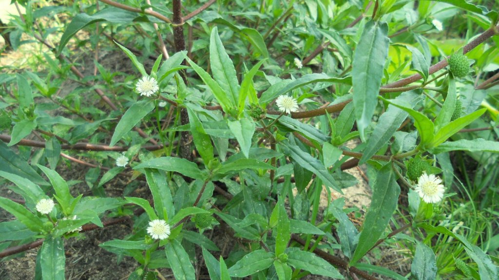 cây cỏ mực - Image 4