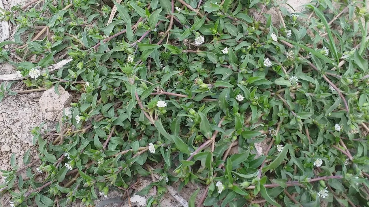 cây cỏ mực - Image 5