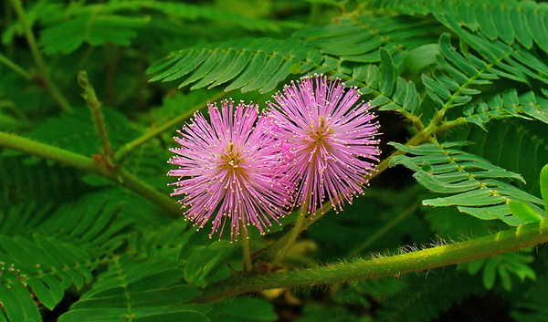 cây cỏ ngươi - Image 5