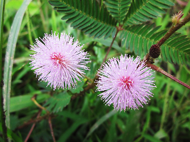 cây cỏ ngươi