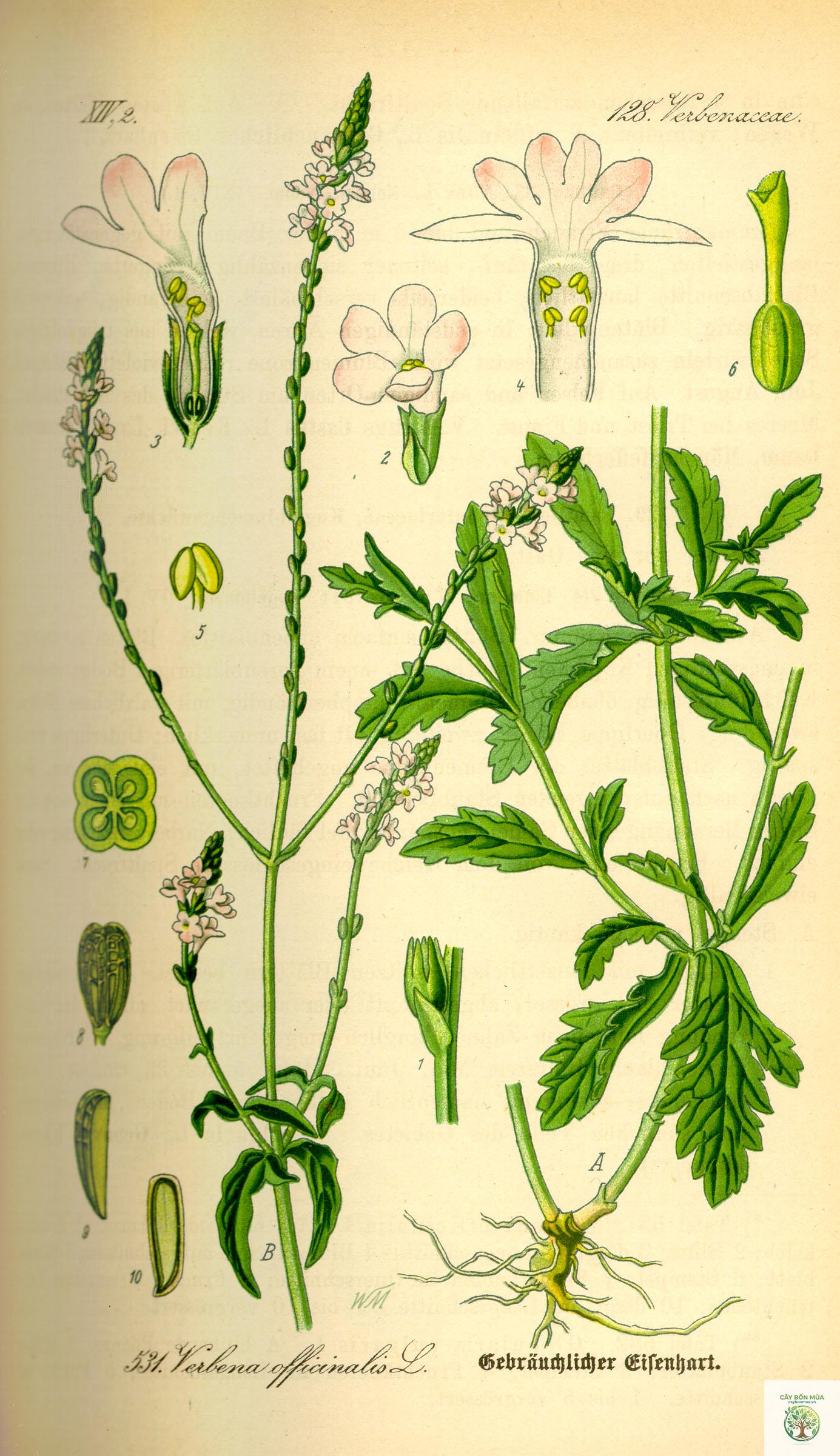 cây cỏ roi ngựa - Image 3