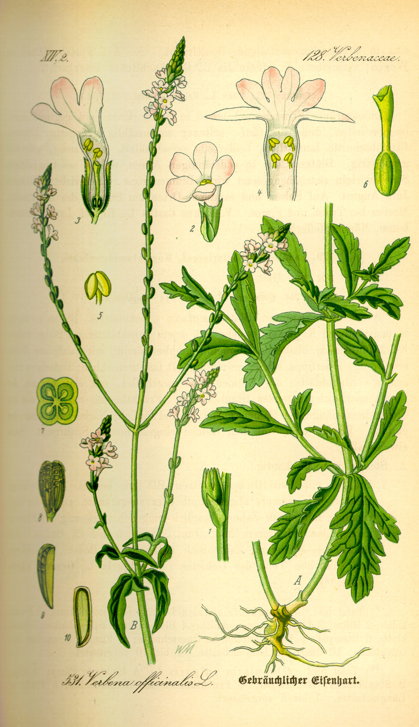 cây cỏ roi ngựa - Image 3