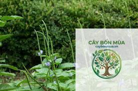cây cỏ roi ngựa rừng - Image 3