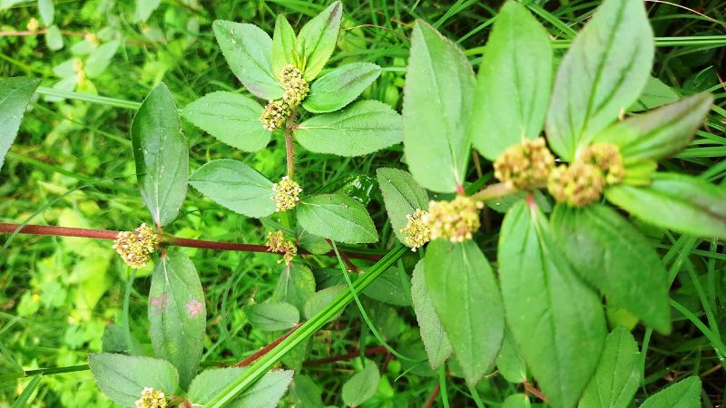 cây cỏ sữa lá lớn - Image 2