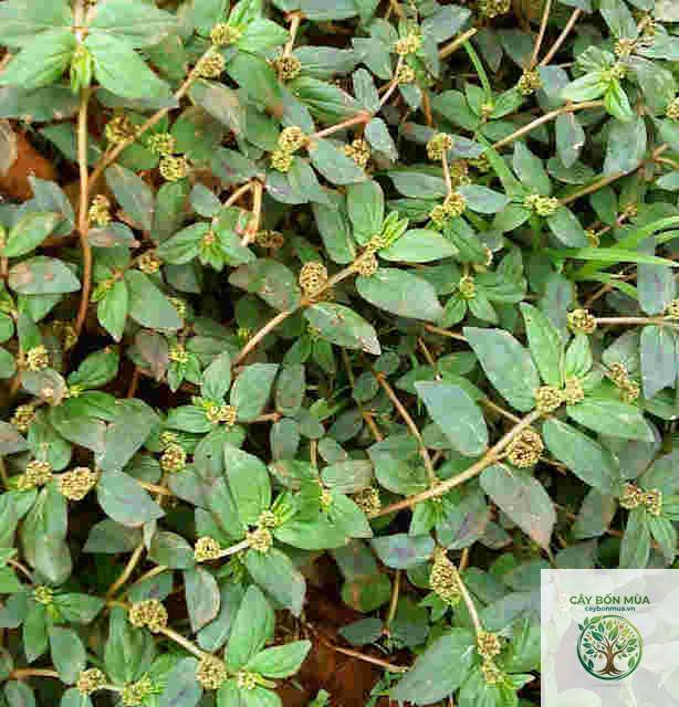 cây cỏ sữa lá lớn - Image 3