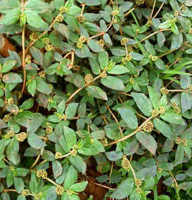 cây cỏ sữa lá lớn - Image 3