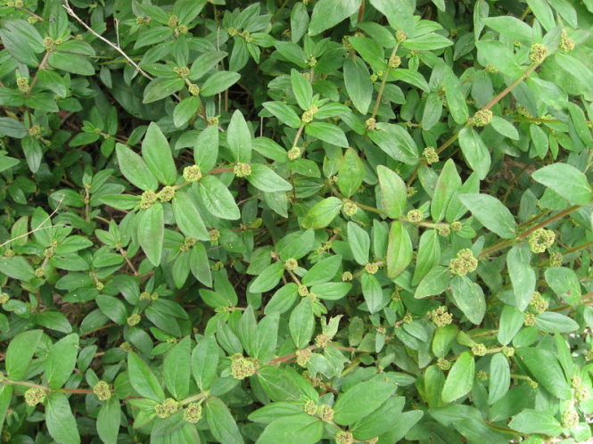 cây cỏ sữa rừng - Image 4