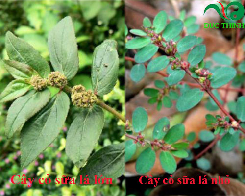 cây cỏ sữa rừng - Image 5