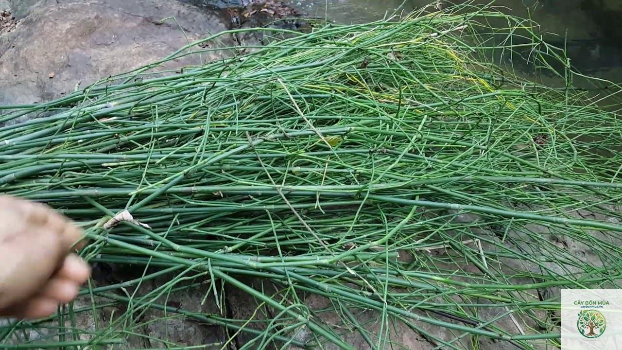 cây cỏ tháp bút - Image 4