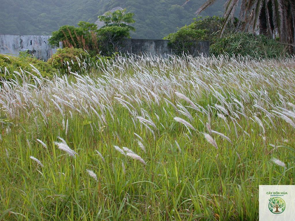 cây cỏ tranh - Image 2