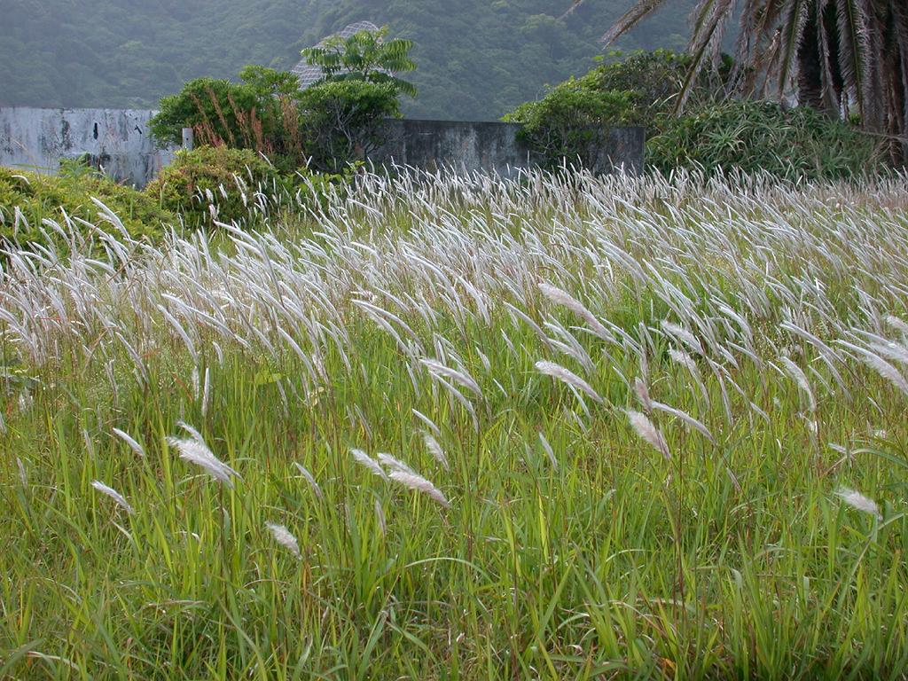 cây cỏ tranh - Image 2