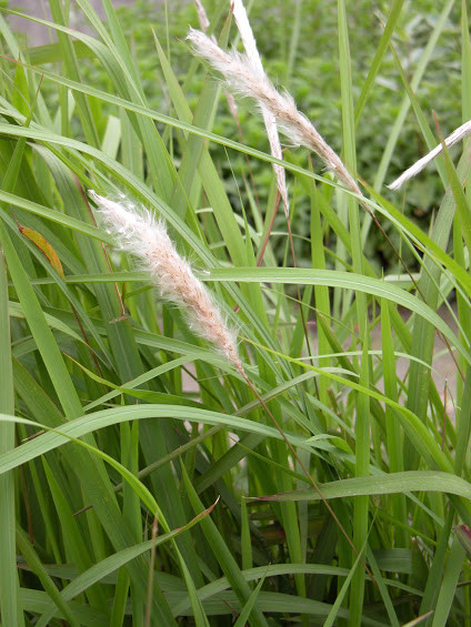 cây cỏ tranh