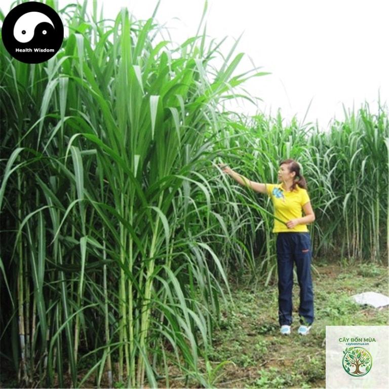 cây cỏ voi - Image 2
