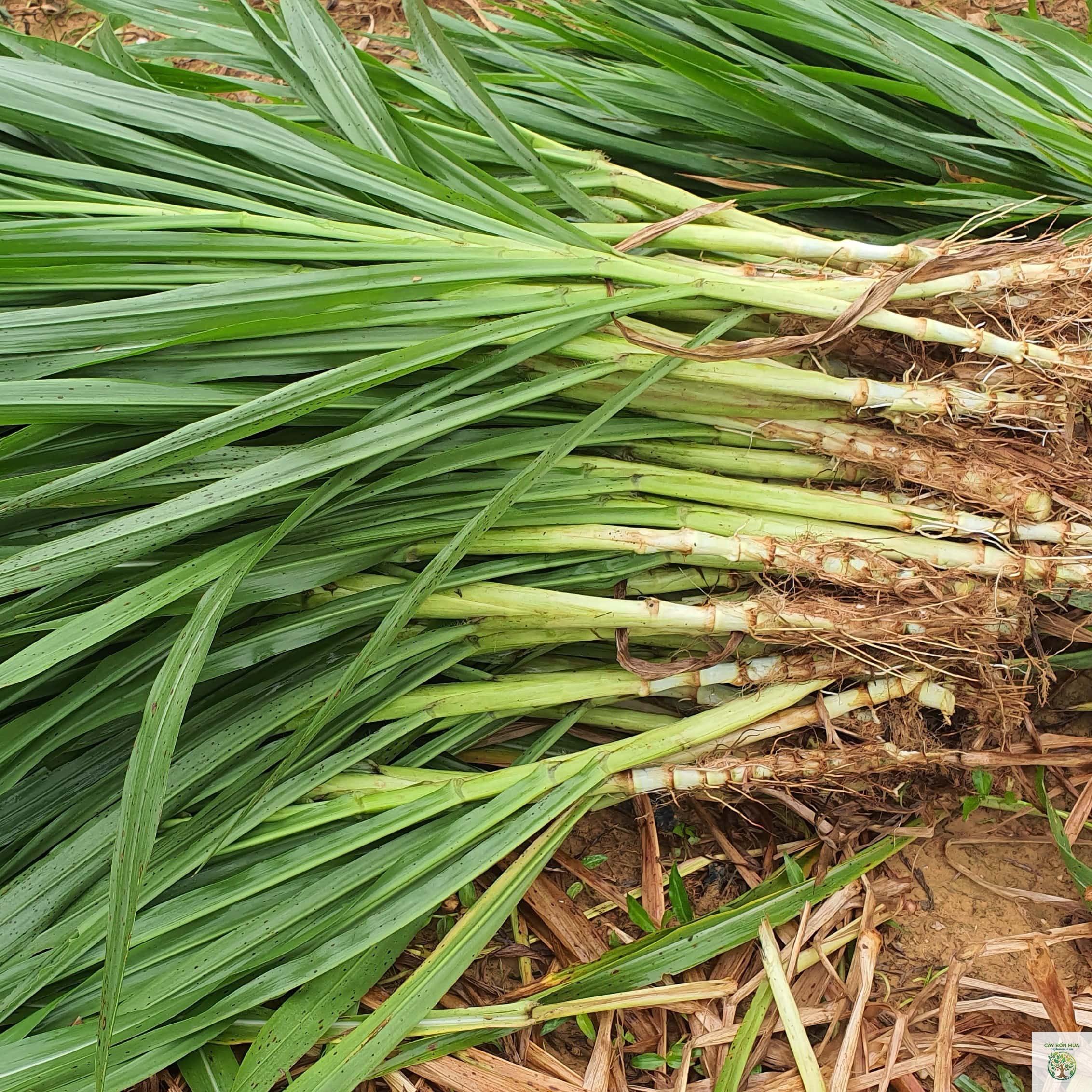 cây cỏ voi - Image 3