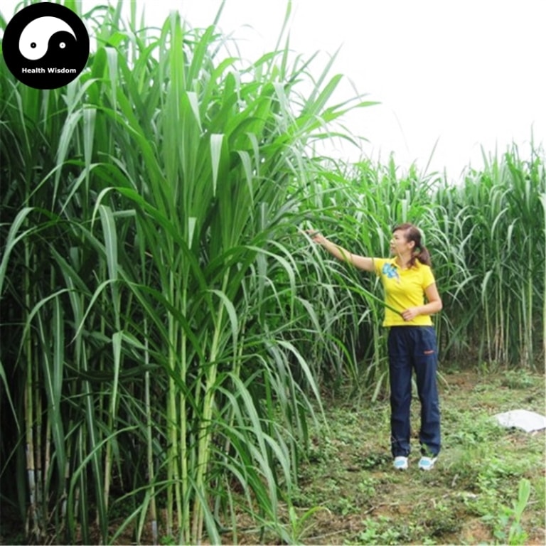 cây cỏ voi - Image 3