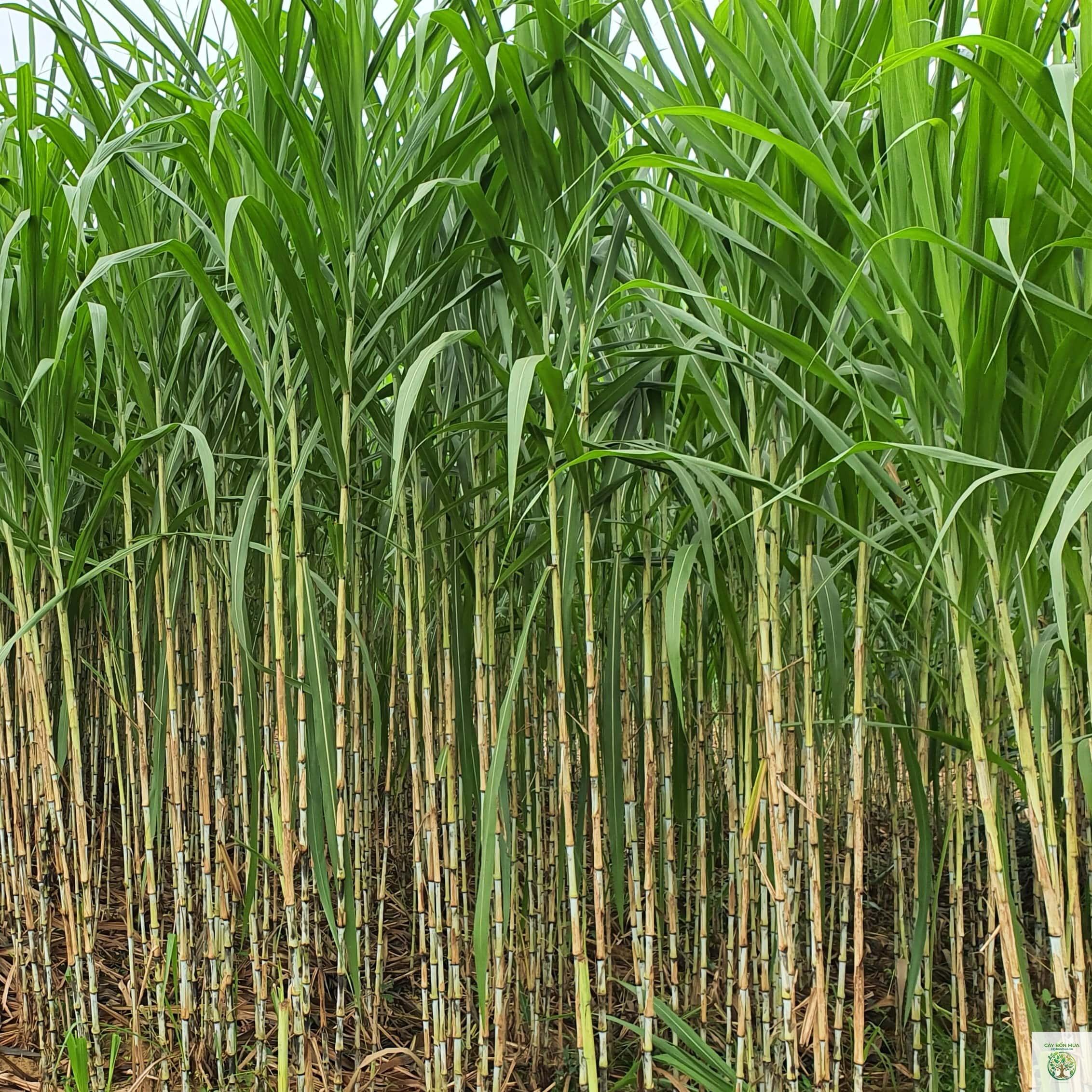 cây cỏ voi - Image 4