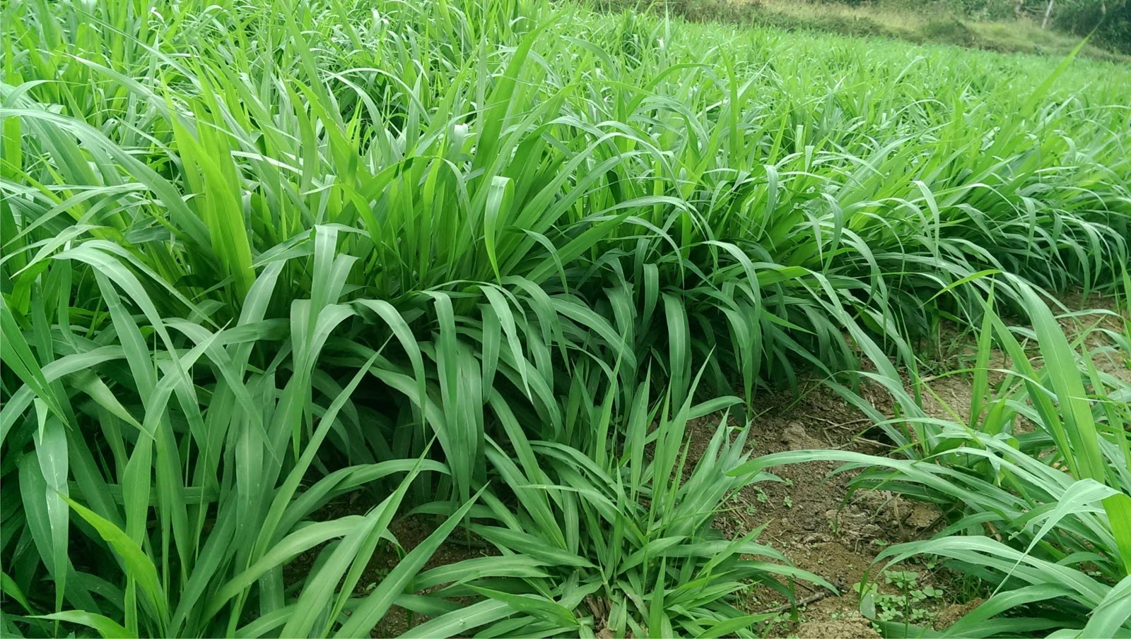 cây cỏ voi - Image 4