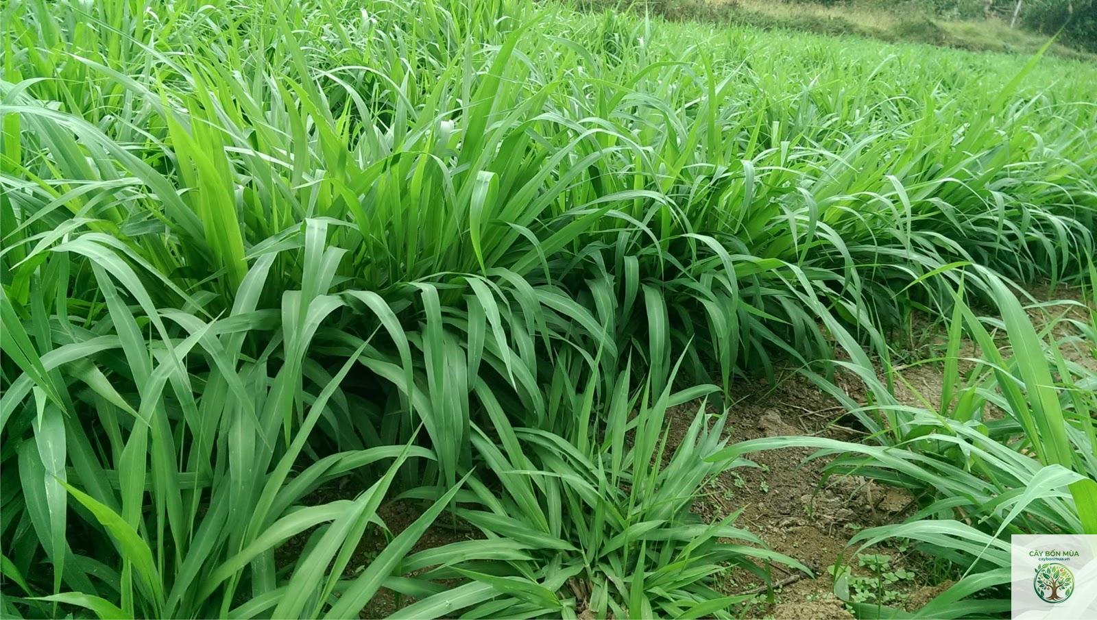 cây cỏ voi - Image 5