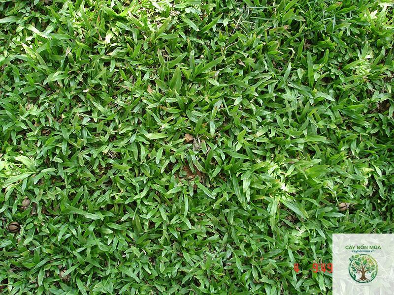 cây cỏ vừng - Image 2