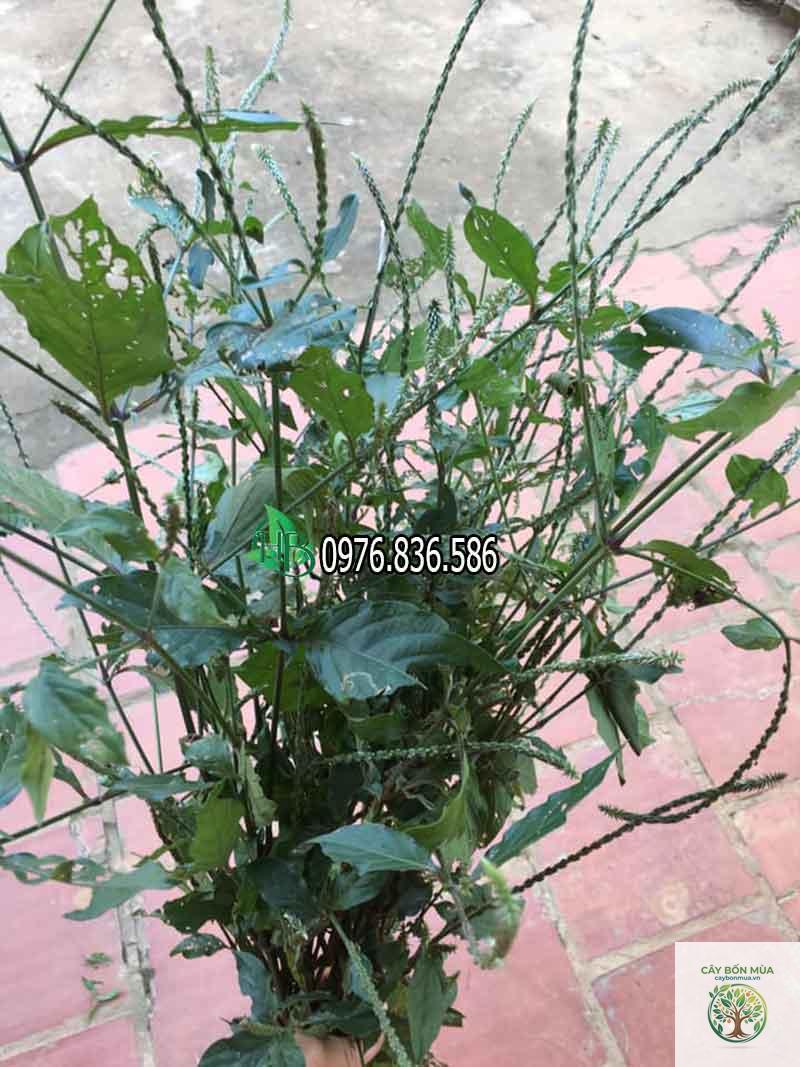 cây cỏ xước - Image 2