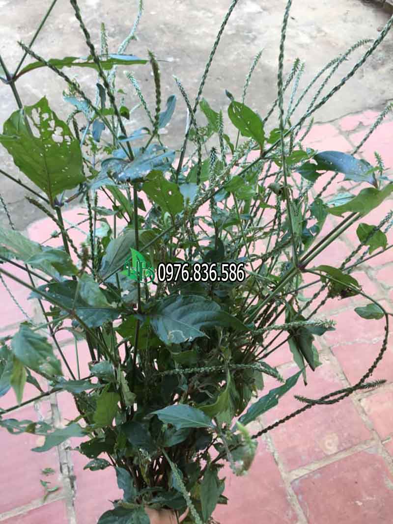 cây cỏ xước - Image 2