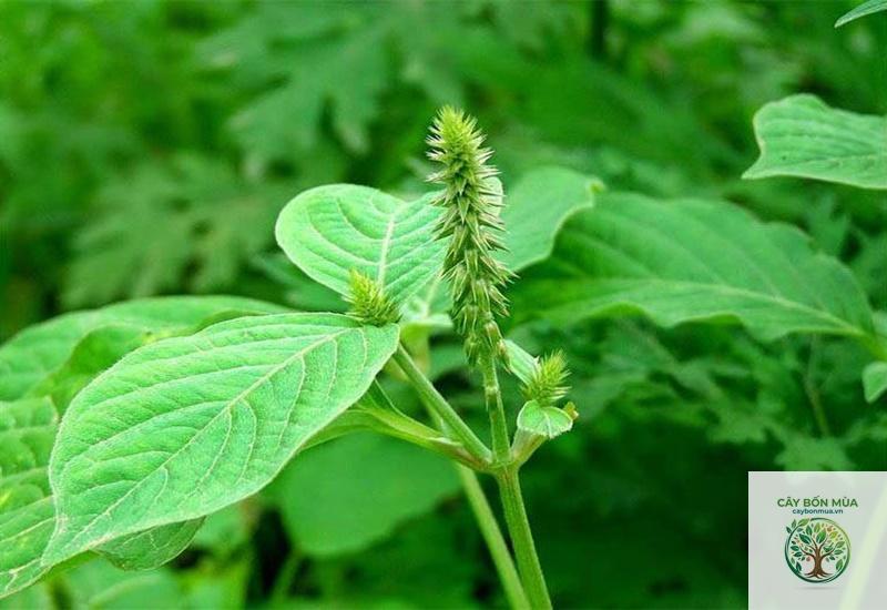 cây cỏ xước