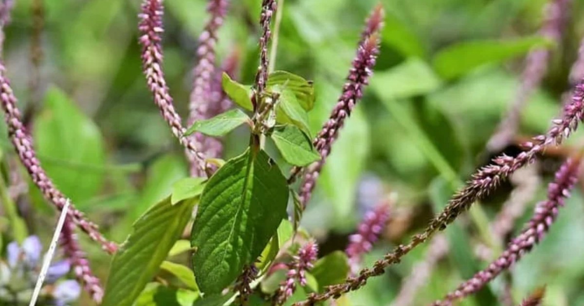cây cỏ xước - Image 3