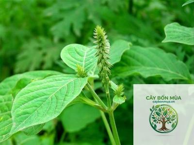 cây cỏ xước đỏ - Image 4