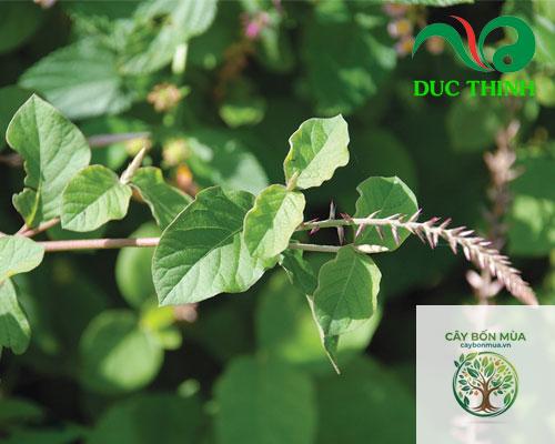 cây cỏ xước trắng - Image 2