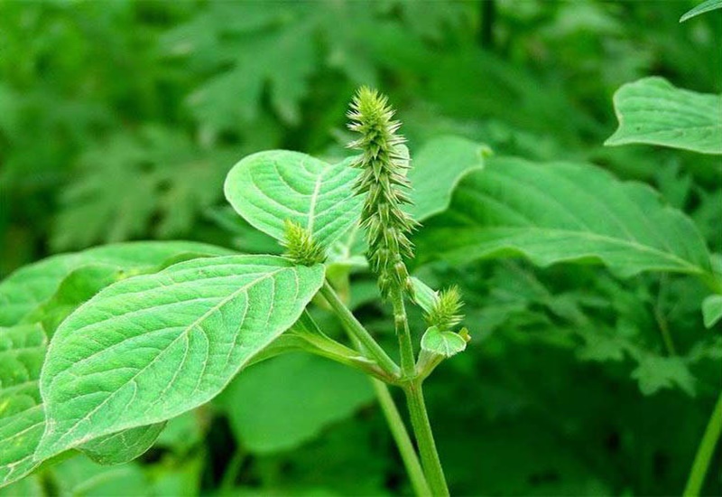 cây cỏ xước