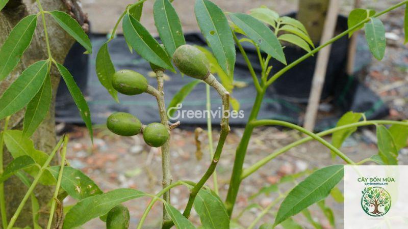 cây cóc Ấn Độ - Image 5