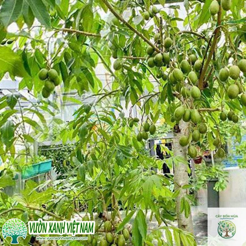 cây cóc Ấn Độ
