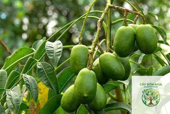 cây cóc Malaysia - Image 3
