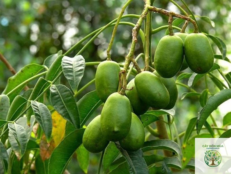 cây cóc Nhật - Image 3