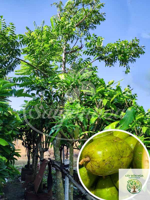 cây cóc Nhật