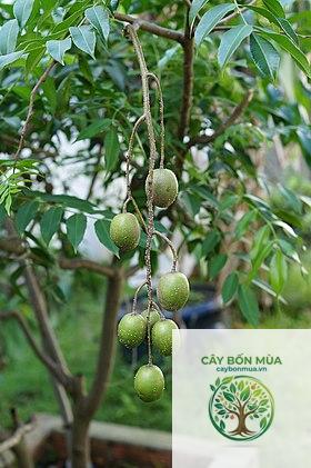 cây cóc Singapore