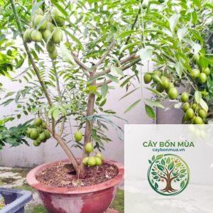 cây cóc bao tử