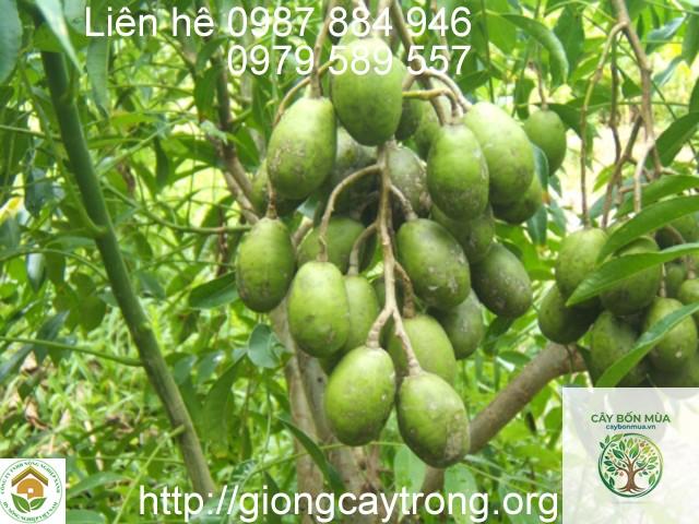 cây cóc bao tử - Image 4