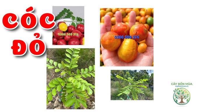 cây cóc đỏ - Image 4