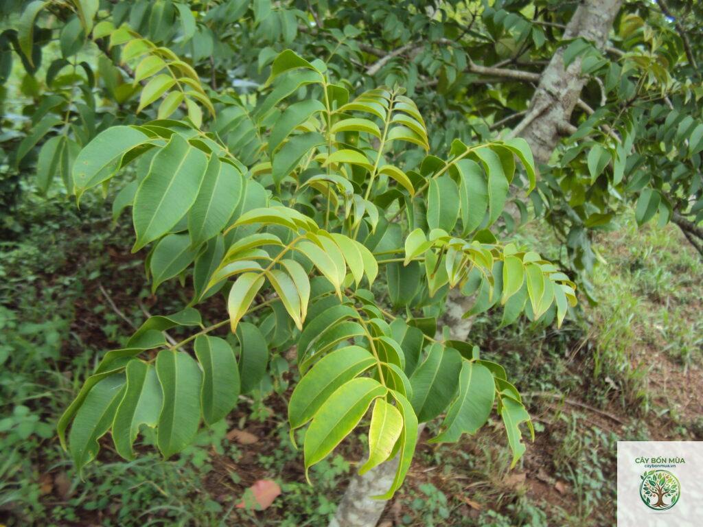 cây cóc rừng