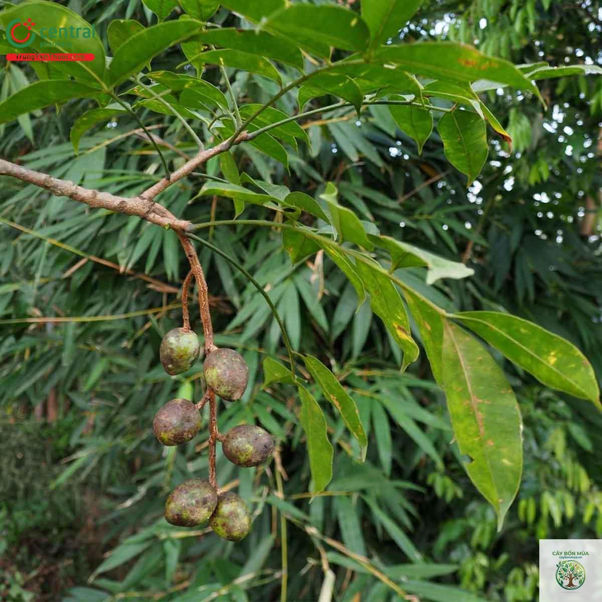 cây cóc rừng - Image 2