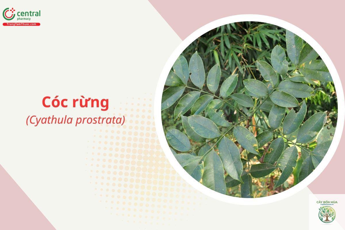 cây cóc rừng - Image 3
