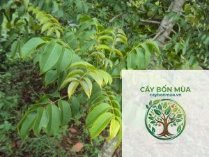 cây cóc rừng