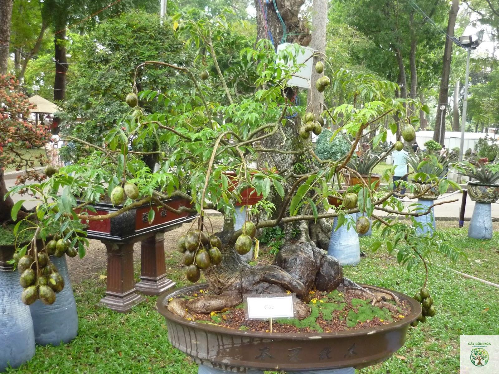 cây cóc rừng - Image 4