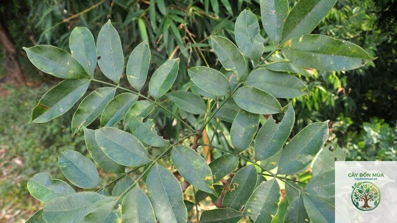 cây cóc rừng - Image 5