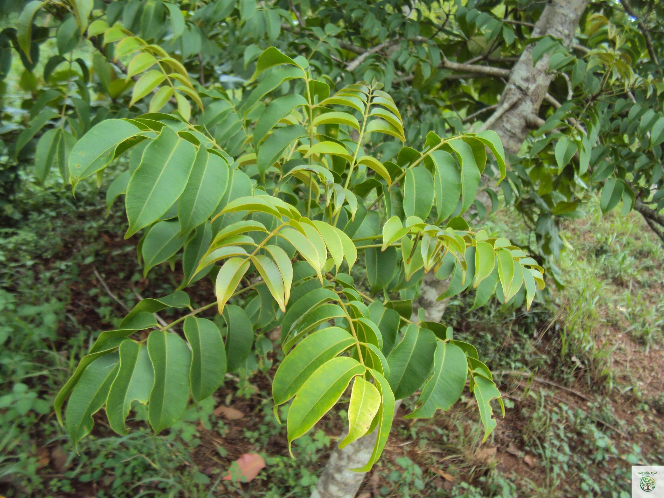 cây cóc rừng - Image 1